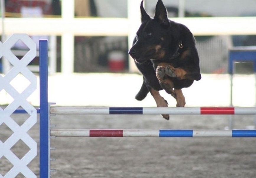 l'Agility - Des Gardiens de Rome