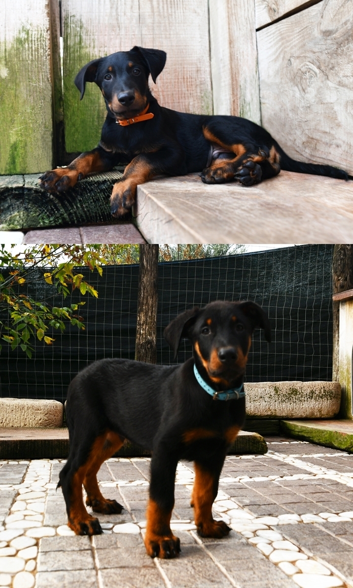 Cucciolata nata il 19 Agosto 2025 (disponibile dalla fine di Ottobre) - Des Gardiens de Rome