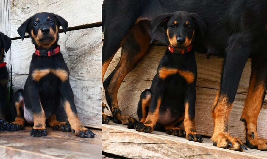 Cucciola nero focata disponibile nata il 13 Agosto 2025 - Des Gardiens de Rome
