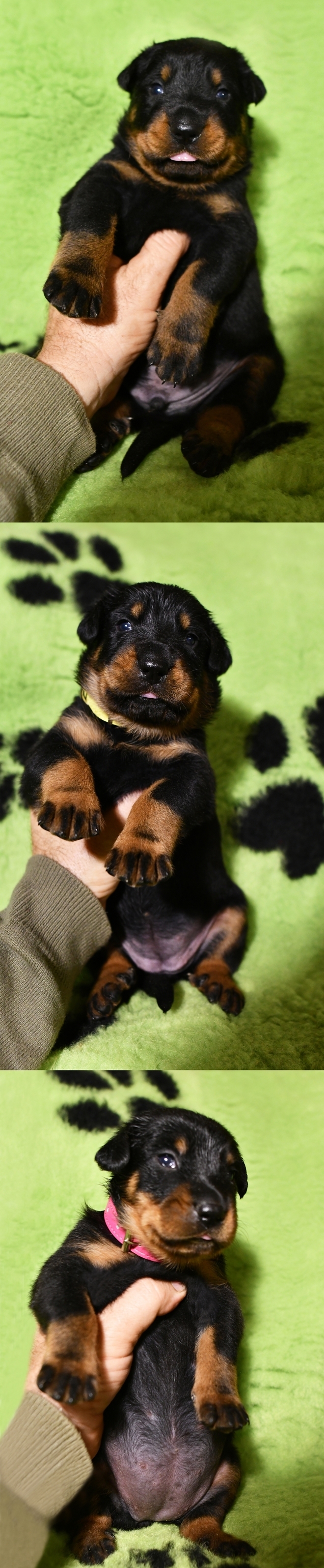 Cucciolata nata il 23 Ottobre 2025 (disponibile dal 23 Dicembre) - Des Gardiens de Rome