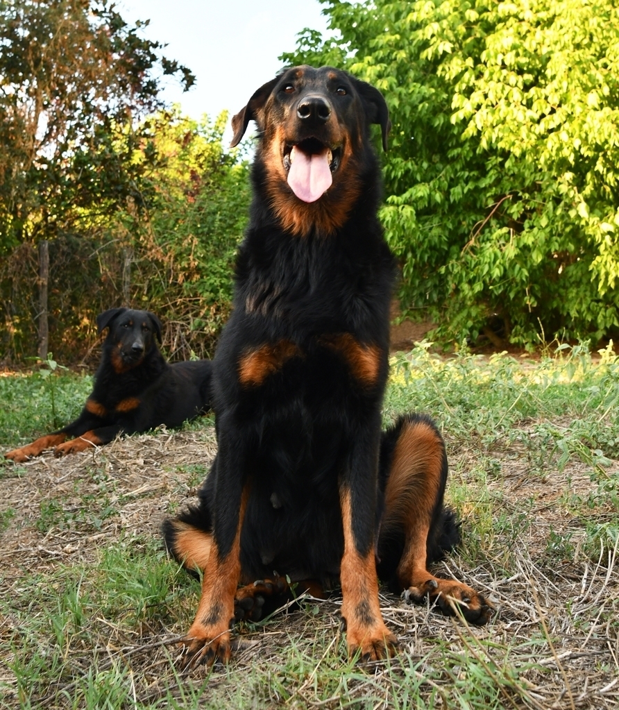 Jalna des Gardiens de Rome - Des Gardiens de Rome