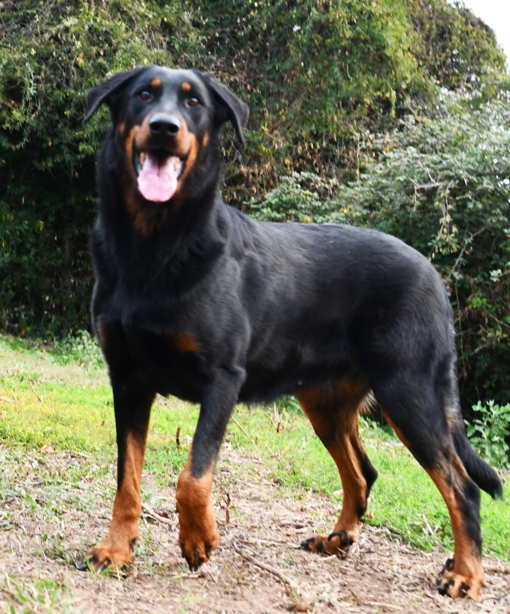 Ishtar des Gardiens de Rome - Des Gardiens de Rome