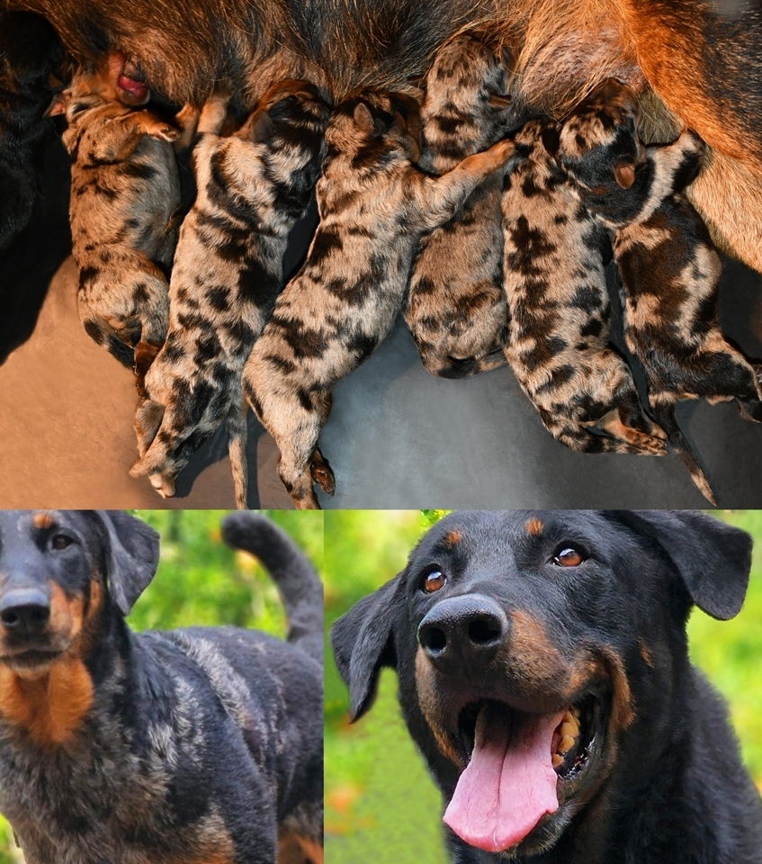 Cucciolata nata il 28 Novembre 2025 (disponibile dalla fine di Gennaio 2026) - Des Gardiens de Rome