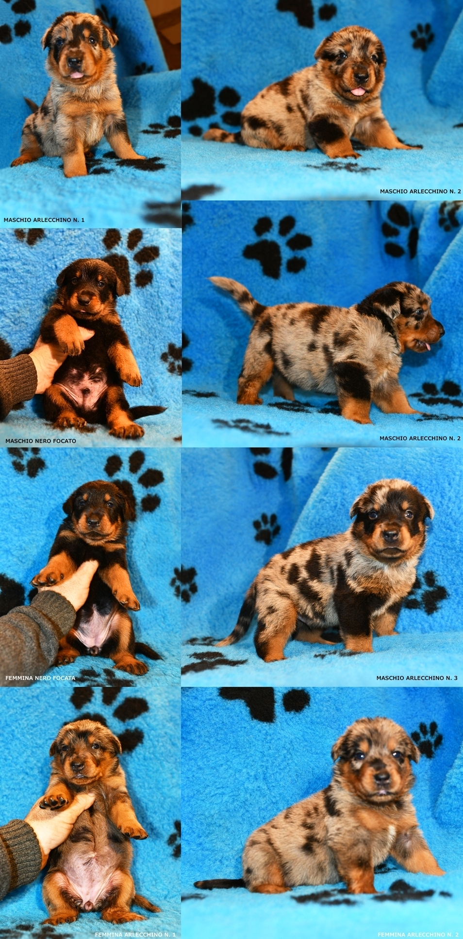 Cucciolata nata il 28 Novembre 2025 (disponibile dalla fine di Gennaio 2026) - Des Gardiens de Rome