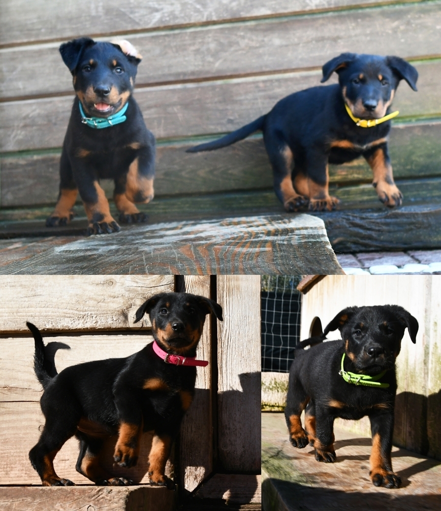 Cucciolata nata il 23 Ottobre 2025 (disponibile dal 23 Dicembre) - Des Gardiens de Rome