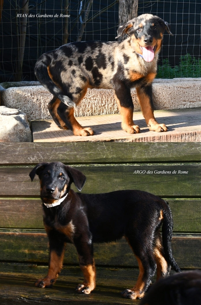 Cucciolata nata il 28 Novembre 2025 (disponibile dal mese di Febbraio 2026) - Des Gardiens de Rome