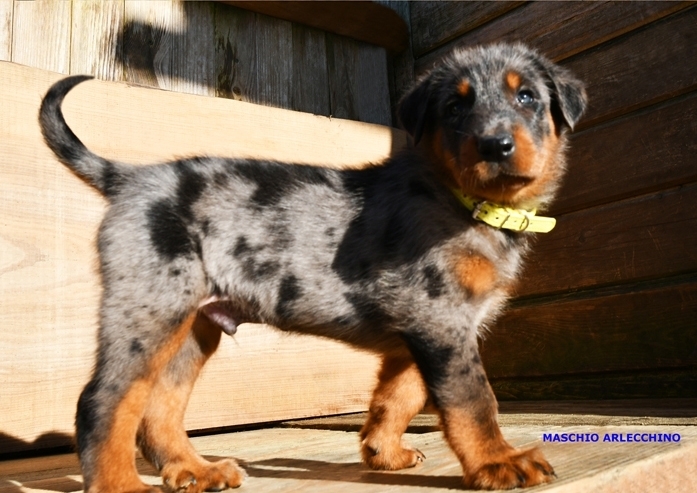 Cucciolata nata il 27 Dicembre 2025 (disponibile dal mese di Marzo 2026) - Des Gardiens de Rome