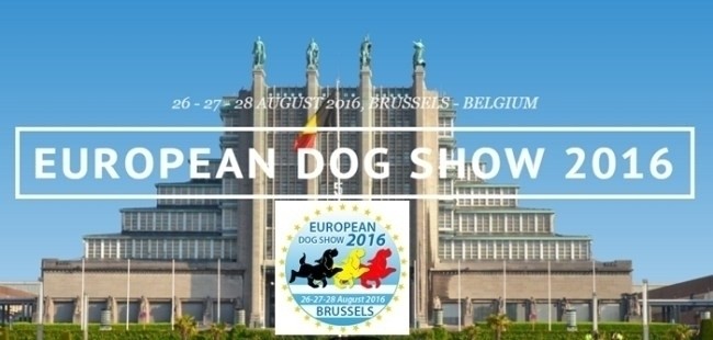 European Dog Show 2016, Bruxelles - Belgio - Des Gardiens de Rome