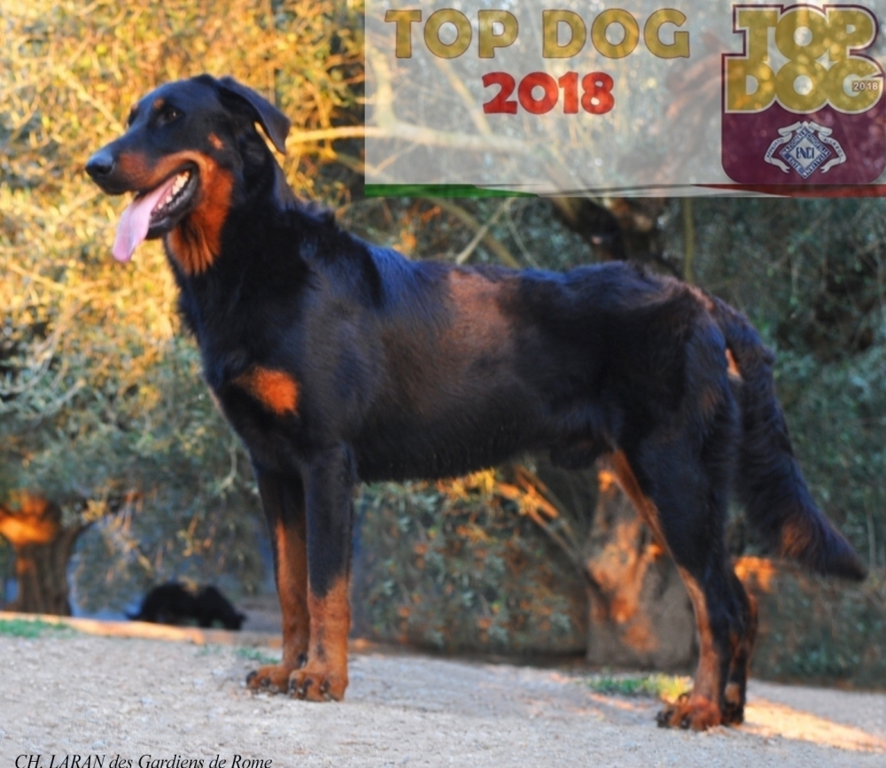 Top Dog Enci 2018 - Des Gardiens de Rome