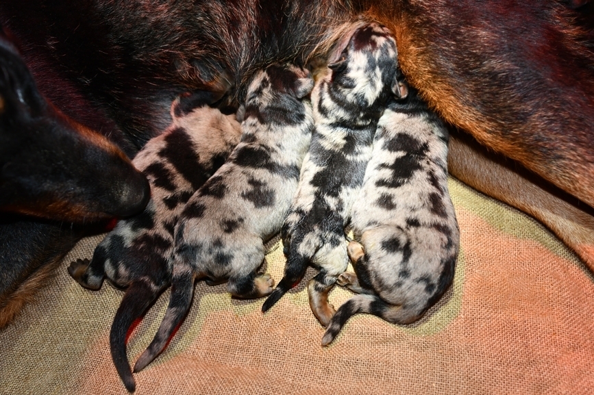 il giorno 8 Dicembre 2023 sono nati 4 cuccioli Beauceron arlecchino! - Des Gardiens de Rome
