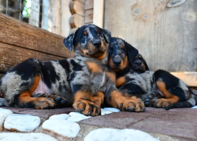 Cuccioli Beauceron arlecchino in arrivo - Des Gardiens de Rome