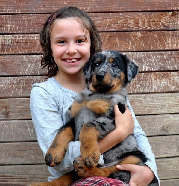 Cuccioli Beauceron arlecchino in arrivo - Des Gardiens de Rome