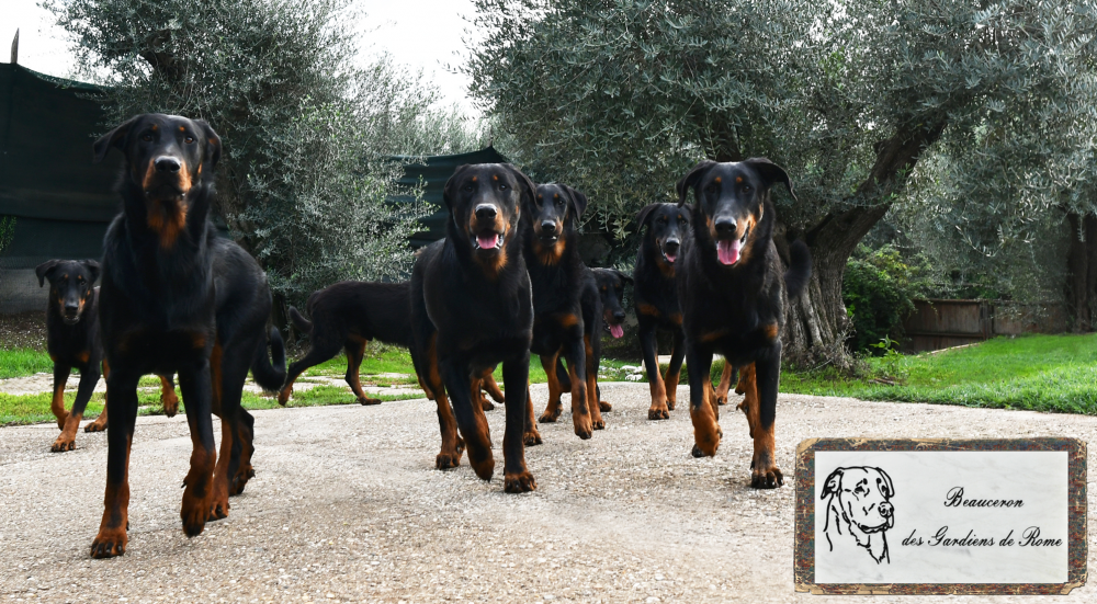 i nostri Beauceron - Des Gardiens de Rome