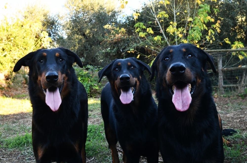 Standard del Beauceron - Des Gardiens de Rome