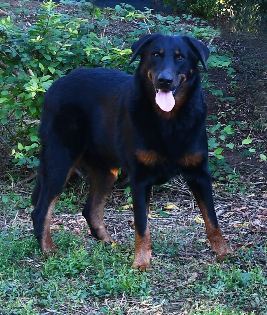 Horus - Des Gardiens de Rome