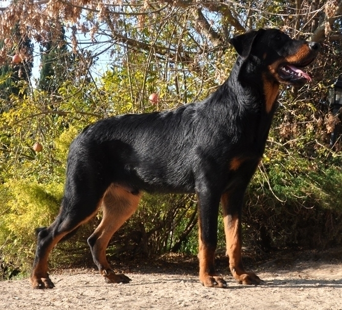 Leon - Des Gardiens de Rome