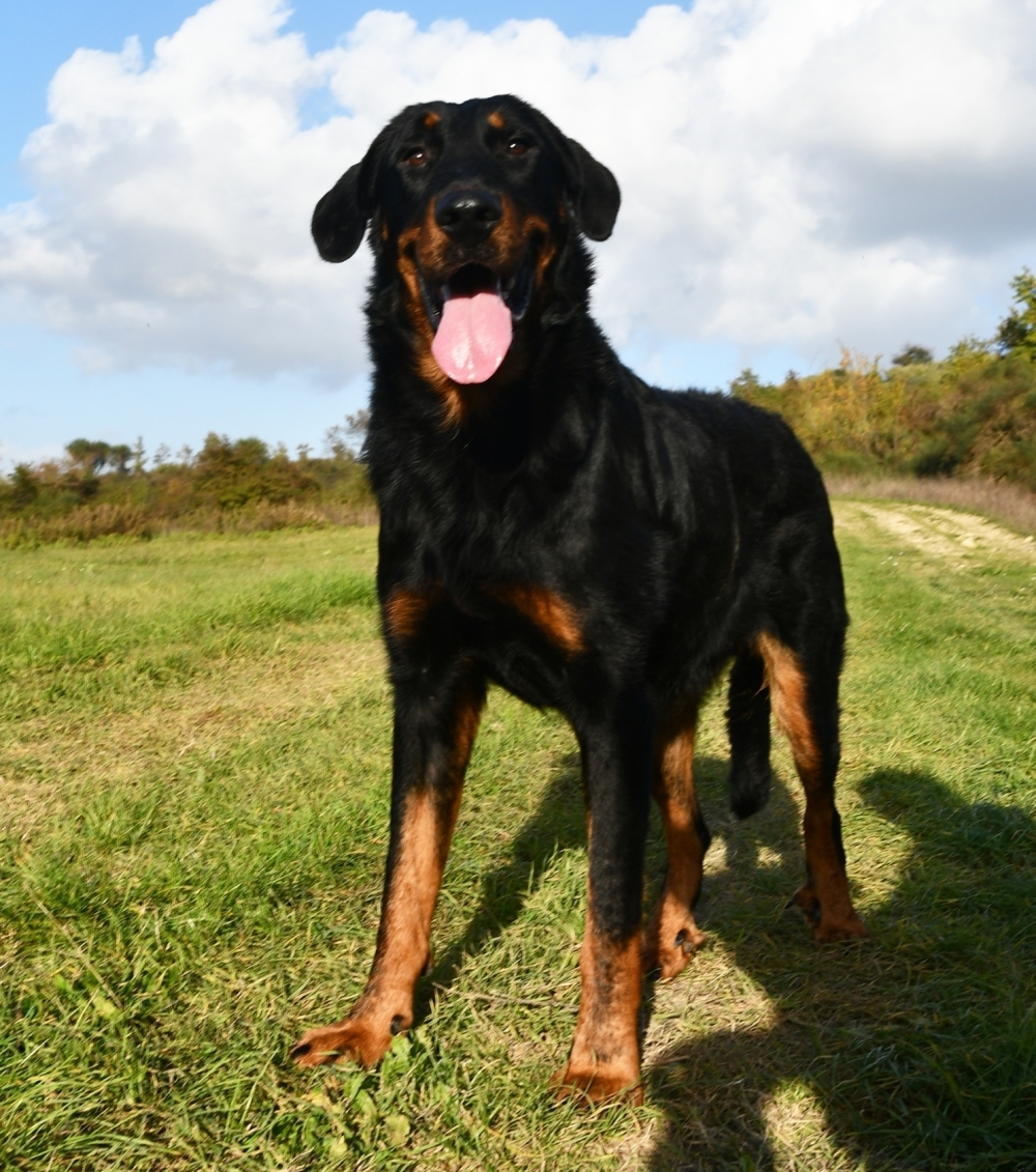 Urano des Bergers Noirs du Jedi - Des Gardiens de Rome