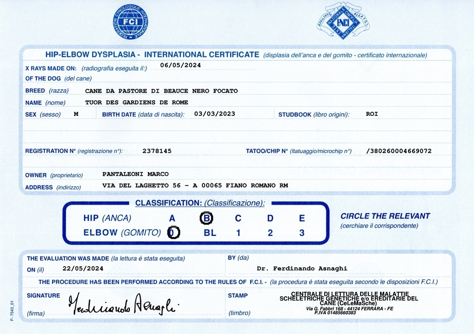 Radiografie alle anche e ai gomiti - Des Gardiens de Rome