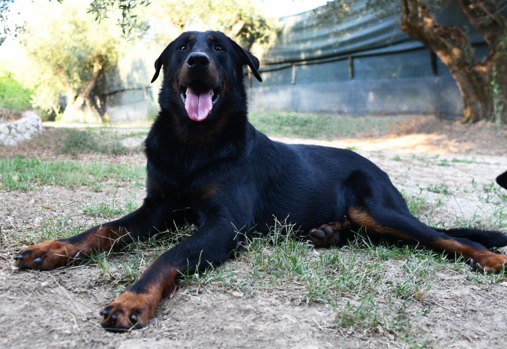 Tuor des Gardiens de Rome - Des Gardiens de Rome