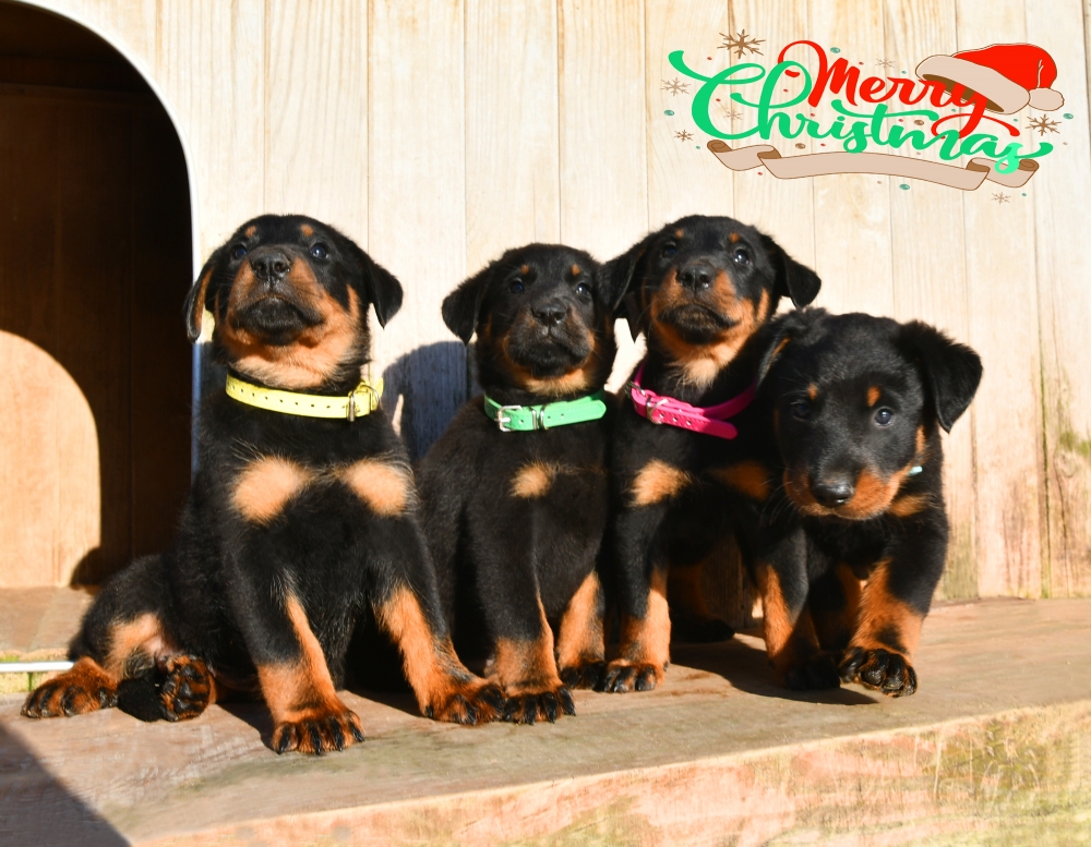  - Des Gardiens de Rome