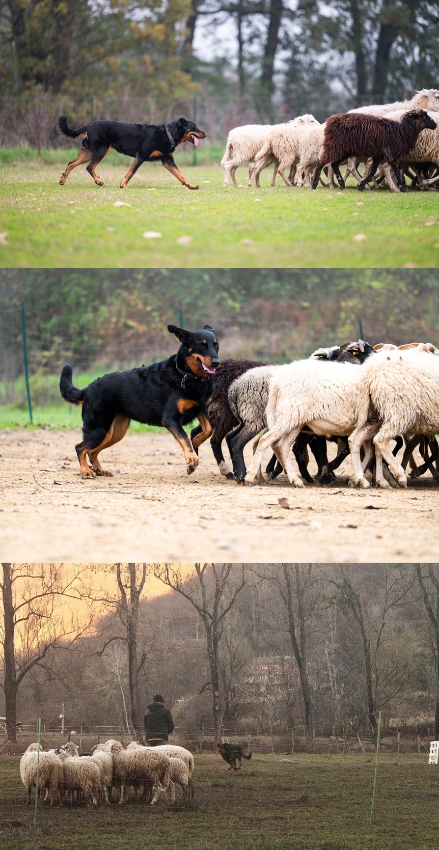 Ameno (Novara) 13 Dicembre 2025, Theg des Gardiens de Rome supera la prova HWT - Des Gardiens de Rome