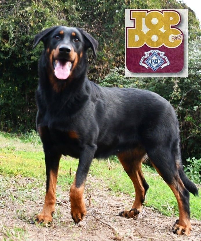 Trofeo TOP DOG 2025 - Des Gardiens de Rome