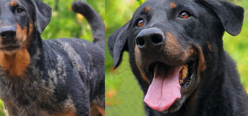  - Des Gardiens de Rome