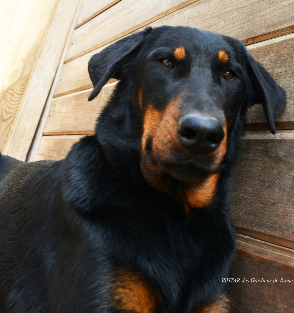  - Des Gardiens de Rome