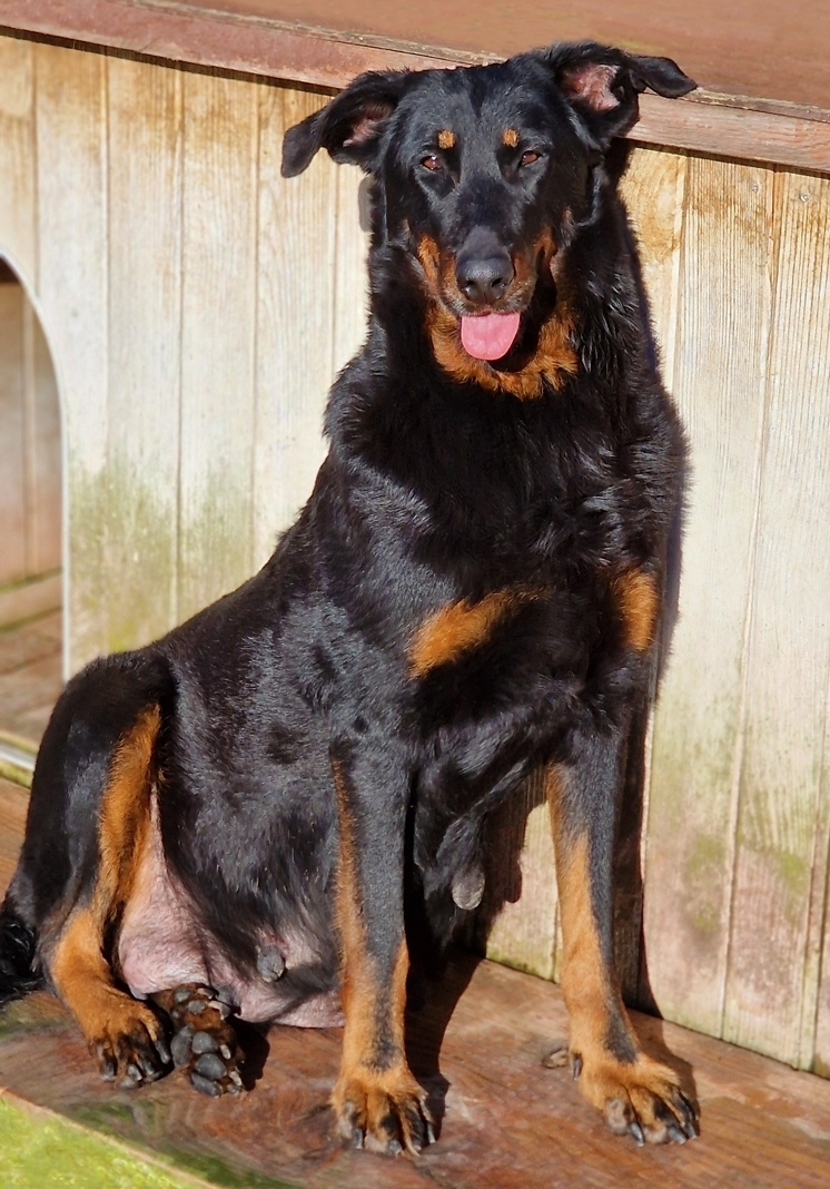 Maia des Gardiens de Rome - Des Gardiens de Rome