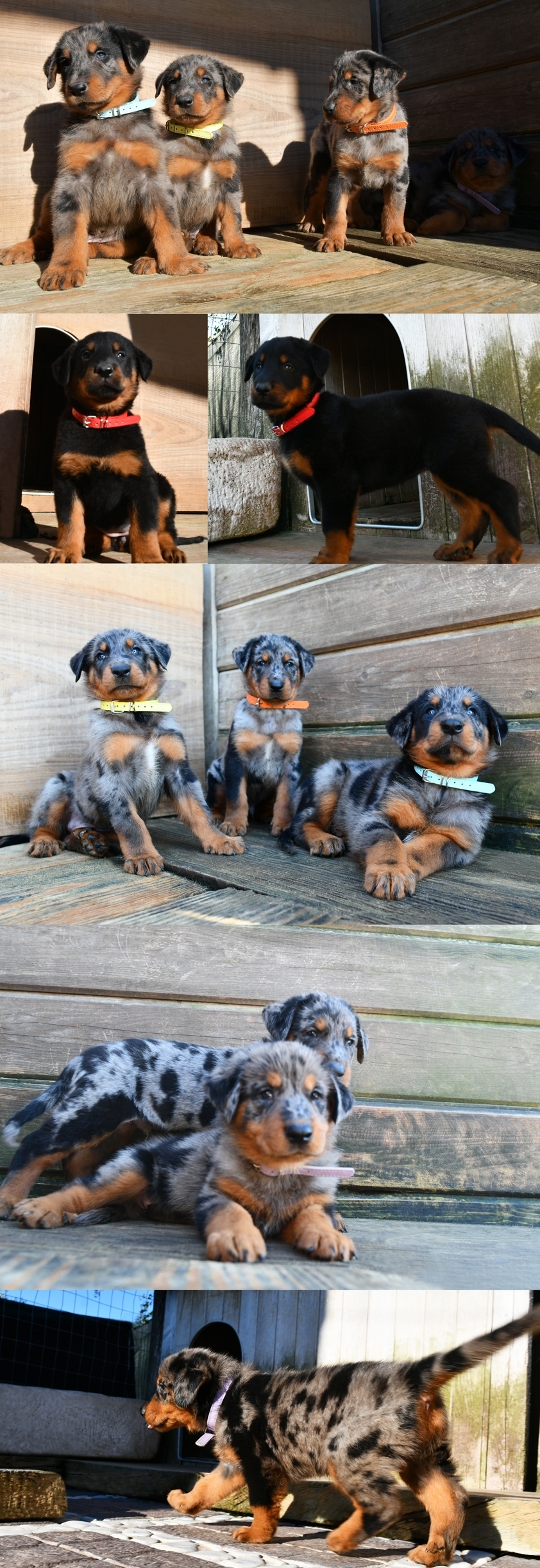 Cucciolata nata il 27 Dicembre 2025 (disponibile dal mese di Marzo 2026) - Des Gardiens de Rome