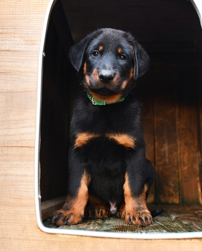 Cucciolo Beauceron maschio nato il 14 Dicembre 2025 - Des Gardiens de Rome