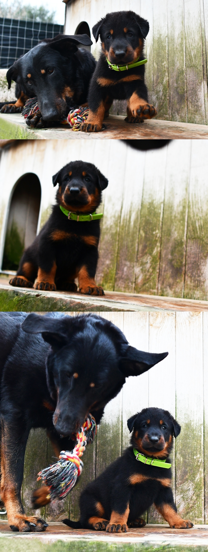  - Des Gardiens de Rome