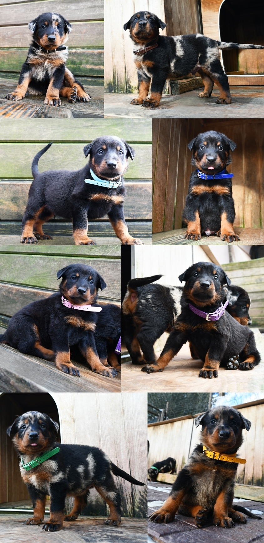 Cucciolata nata il 4 Gennaio 2026 (disponibile dalle prime settimane di Marzo) - Des Gardiens de Rome