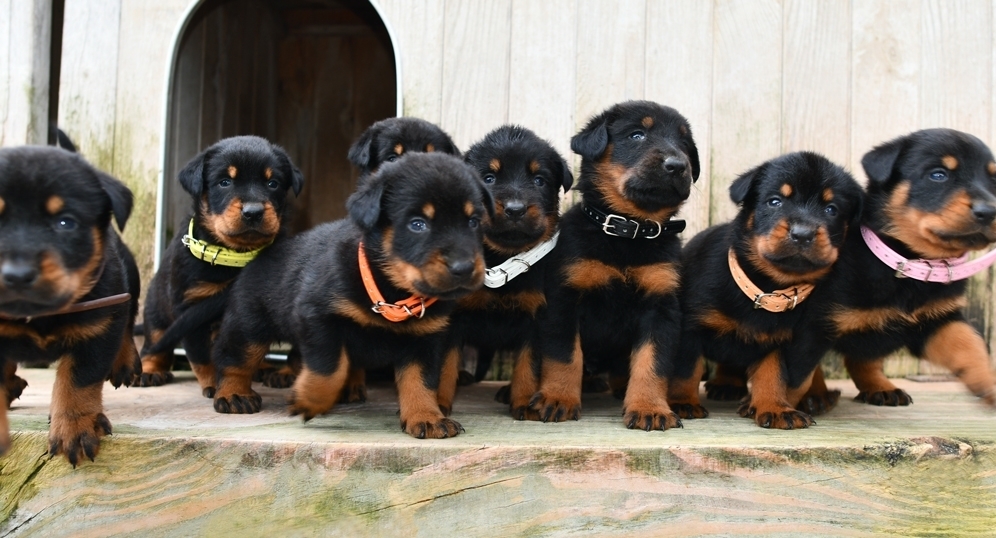Cucciolata nata il 15 Gennaio 2026 (dipsonibile per la metà di Marzo) - Des Gardiens de Rome
