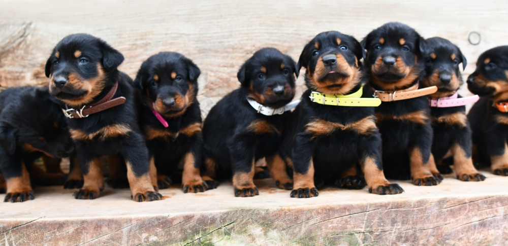  - Des Gardiens de Rome