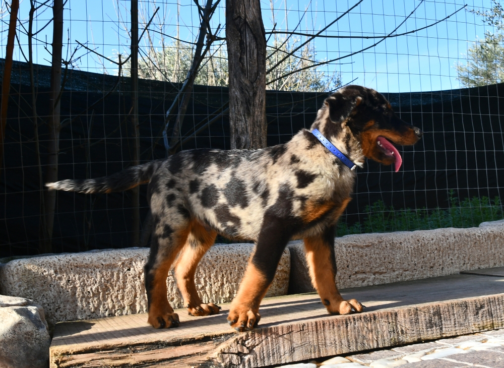  - Des Gardiens de Rome