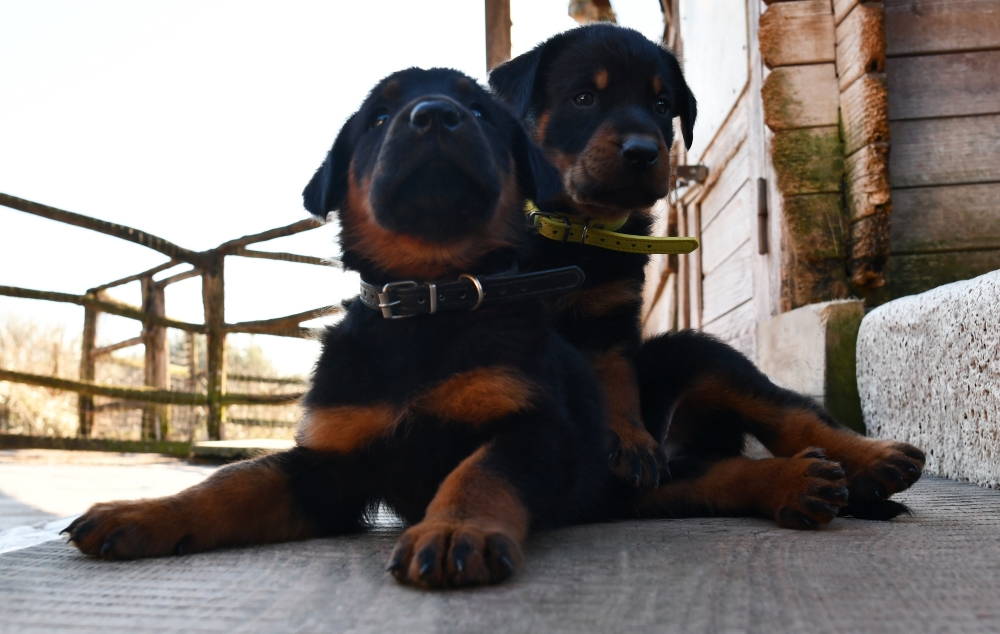  - Des Gardiens de Rome