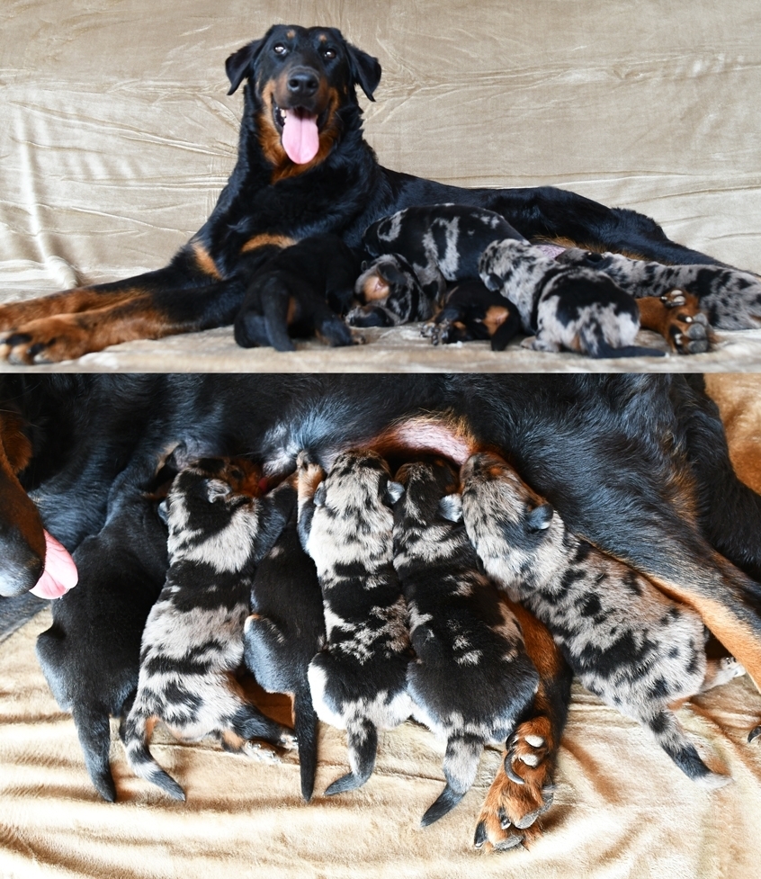 Cucciolata nata il 10 Maggio 2026 (disponibile dal 10 Luglio) - Des Gardiens de Rome