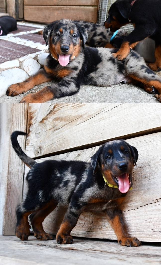 Cucciolata nata il 10 Maggio 2026 (disponibile dalla metà di Luglio) - Des Gardiens de Rome
